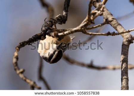 Red breasted nuthatch in spring
