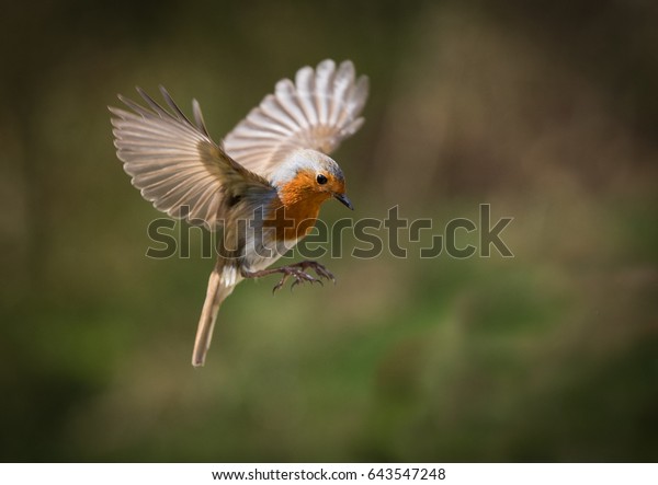 Red Breasted robin hovering mid\
flight against a natural background, he is flying in mid\
air.