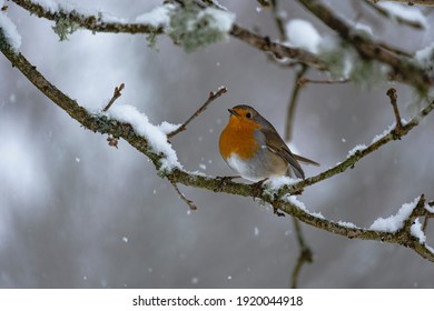 Red breasted Robin in the snow. The picture is taken in Sweden during winter.