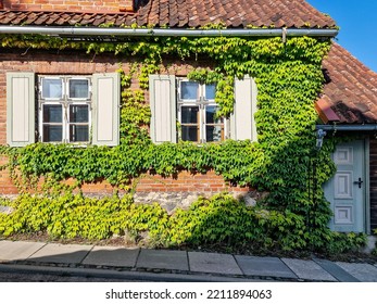 Red Brick House And Windows Overgrown With Vines.