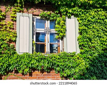 Red Brick House And Windows Overgrown With Vines.