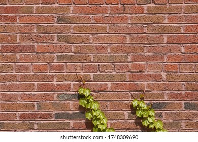 Red brick wall with crawling ivy vines 