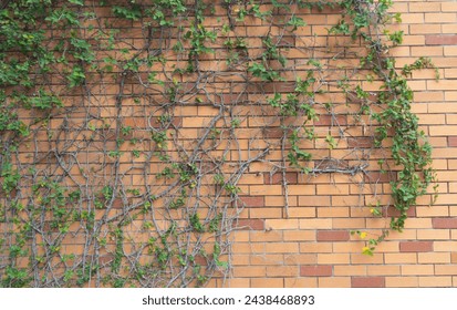 Red brick wall pattern surface texture with Ivy plant with leaves, green creeper bush and vines. Material for design decoration background.