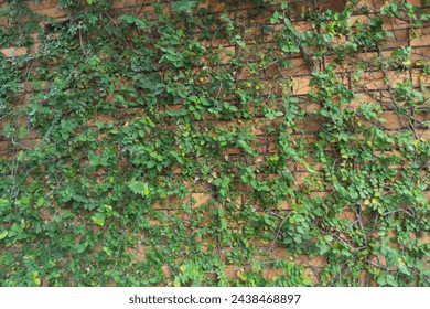 Red brick wall pattern surface texture with Ivy plant with leaves, green creeper bush and vines. Material for design decoration background.