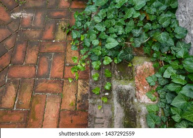 Red Bricks Pavement Laid In A Herringbone Tile- Pattern And Double Flemish Bond And Poison Ivy Background Image