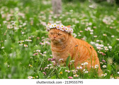 Red British cat in a wreath of flowers sits in the grass in the garden. Springtime
