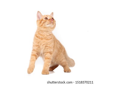 Orange Cat Images Stock Photos Vectors Shutterstock