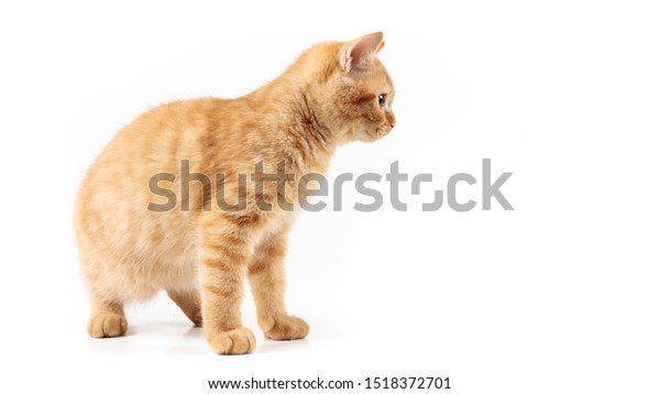 Red British Short Hair Cat Orange Stock Photo Edit Now 1518372701