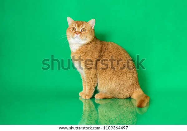 Red British Shorthair Cat Breeds On Animals Wildlife Stock Image