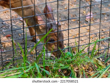 3,713 Deer Cage Images, Stock Photos & Vectors | Shutterstock