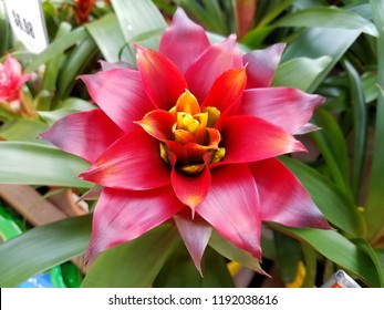 Red Bromeliad Flower