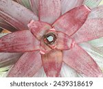 The red bromeliad plant in the photo from above is blooming and looks wet with raindrops