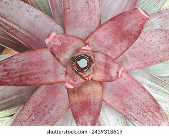 The red bromeliad plant in the photo from above is blooming and looks wet with raindrops - Powered by Shutterstock