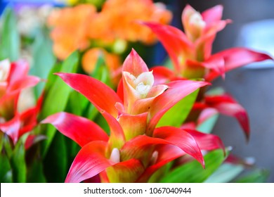 Red Bromeliads In Garden