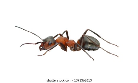 red brown ant macro isolated