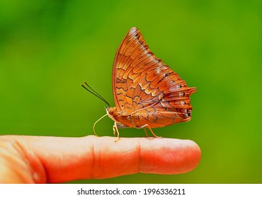 Red Brown Butterfly On Human Fingers