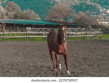 red brown chessnut horse running playing in paddock manege in open air free alone