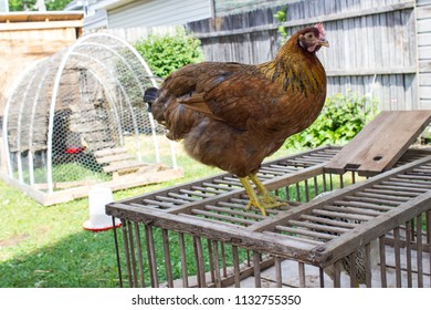 Antique Chicken Coop Images Stock Photos Vectors Shutterstock