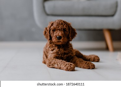 Red Brown Cute Poodle Puppy 