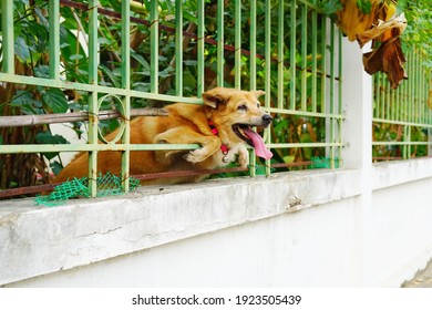 Red Brown Dog In Metal Green Color Fence Try To Escape From Home To Outside.