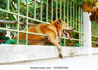 Red Brown Dog In Metal Green Color Fence Try To Escape From Home To Outside.