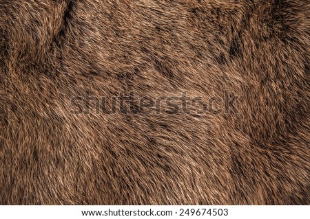 Red Brown Grey Wolf, Fox, Bear Fur Natural, Animal Wildlife Concept and Style for Background, textures and wallpaper. / Close up Full Frame.