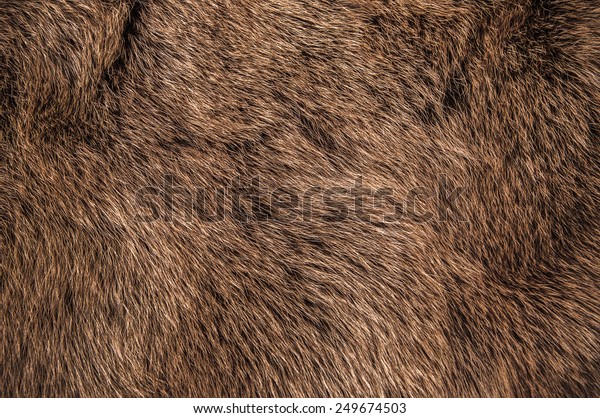 Red Brown Grey Wolf, Fox, Bear Fur Natural, Animal\
Wildlife Concept and Style for Background, textures and wallpaper.\
/ Close up Full Frame.