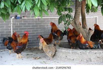 Red, brown hens, chickens in hen house in the household. Hens standing in dirty hen house. the topic of animal husbandry, poultry farming, farms, household management, village life, subsistence farmin - Shutterstock ID 2149296743