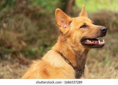 red brown juvenile dog in the green summer nature background - Shutterstock ID 1686537289
