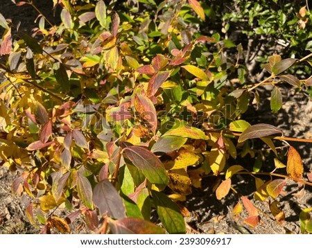 red and brown leaves on branches bush  change color in November fall seson on soil gound floor in garden park background