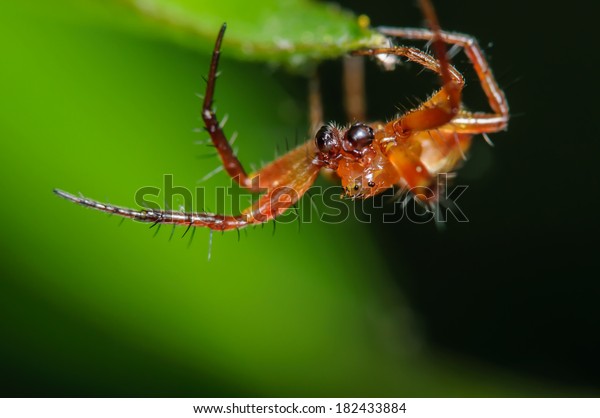 Red Brown Spider Hanging Upside Down Stock Photo 182433884 | Shutterstock