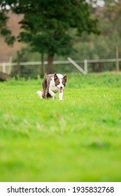 Red Brown And White Border Collie Sheep Dog Herding 