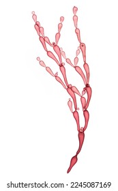 red bubble algae isolated on white background.