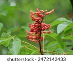 Red Buckeye (Aesculus pavia) branch with red flowers and leaves.