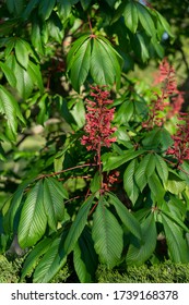 Red Buckeye Tree Flower Leaves