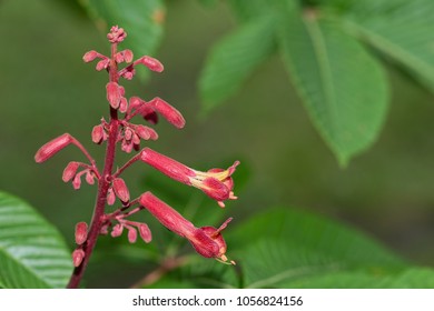 Red Buckeye Tree Flowering Stalk