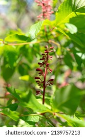 Red Buckeye Tree Flowers In The Spring