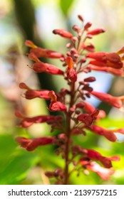 Red Buckeye Tree Flowers In The Spring