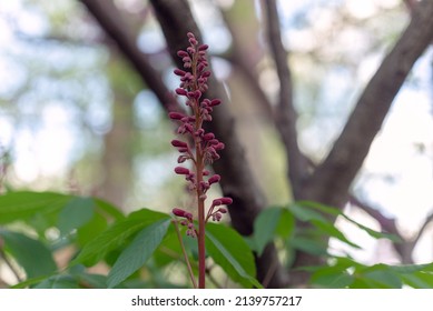 Red Buckeye Tree Flowers In The Spring