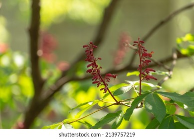 Red Buckeye Tree Flowers In The Spring