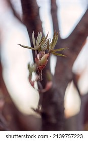 Red Buckeye Tree Flowers In The Spring