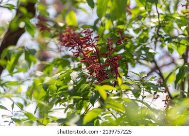 Red Buckeye Tree Flowers In The Spring