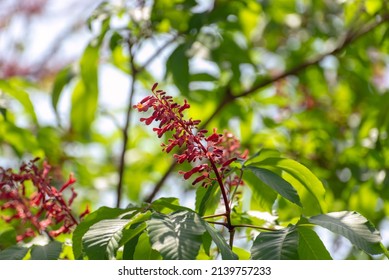 Red Buckeye Tree Flowers In The Spring