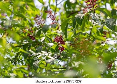 Red Buckeye Tree Flowers In The Spring