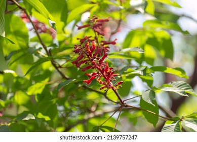 Red Buckeye Tree Flowers In The Spring