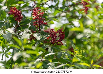 Red Buckeye Tree Flowers In The Spring