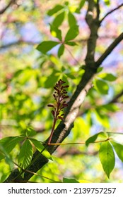 Red Buckeye Tree Flowers In The Spring