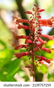 Red Buckeye Tree Flowers In The Spring