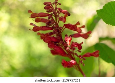 Red Buckeye Tree Flowers In The Spring