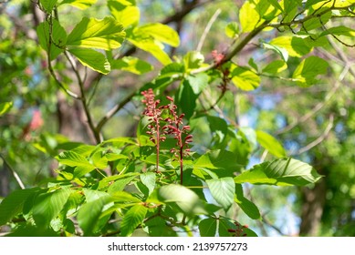 Red Buckeye Tree Flowers In The Spring